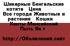 Шикарные Бенгальские котята › Цена ­ 25 000 - Все города Животные и растения » Кошки   . Ханты-Мансийский,Пыть-Ях г.